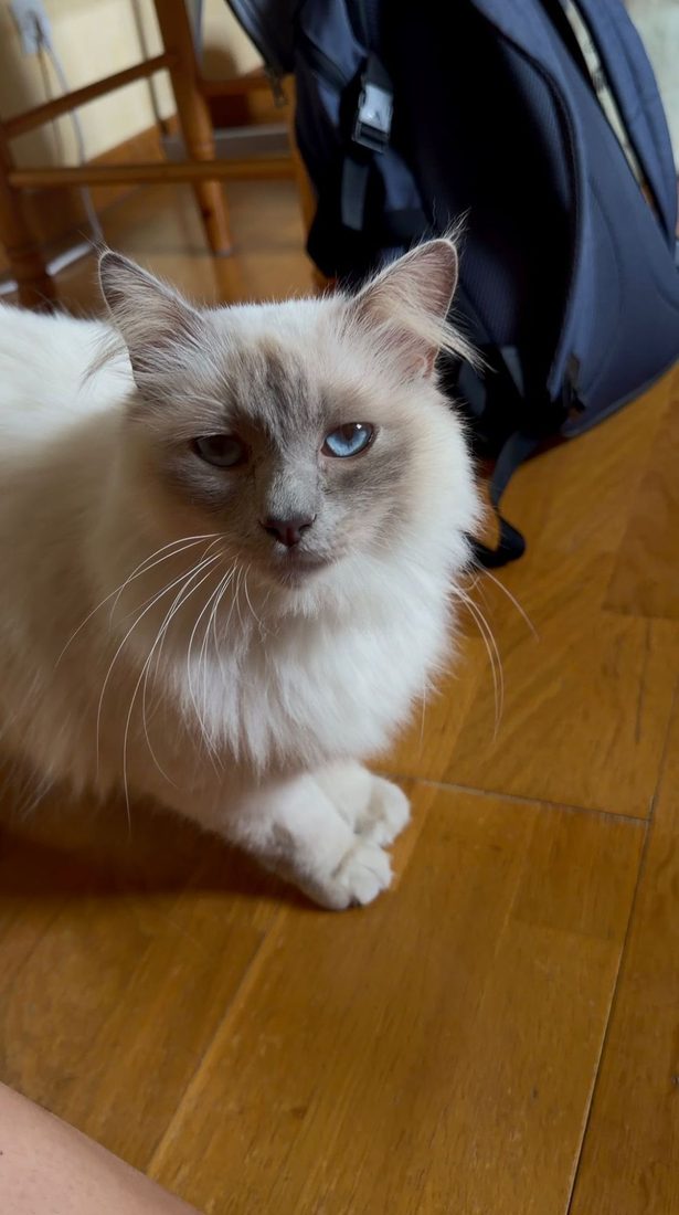 Chat aux yeux bleus, type sacré de Birmanie