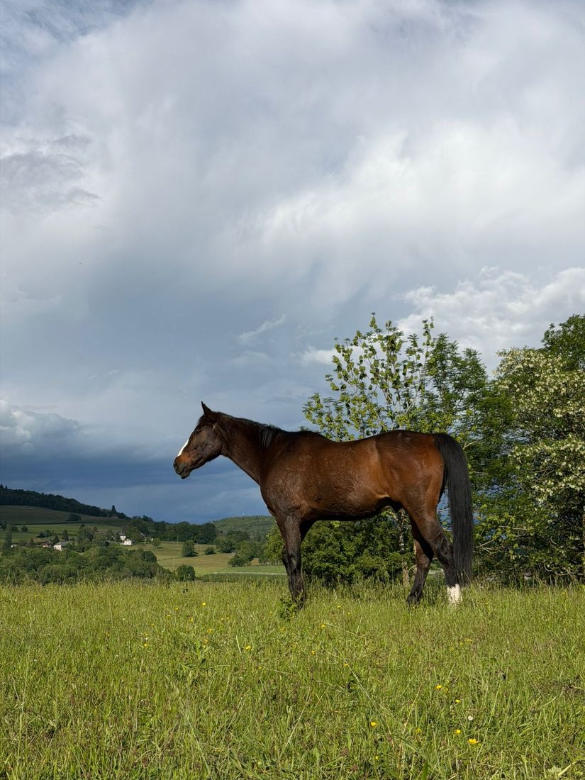 Cheval bai au pré dans la campagne de Suisse romande