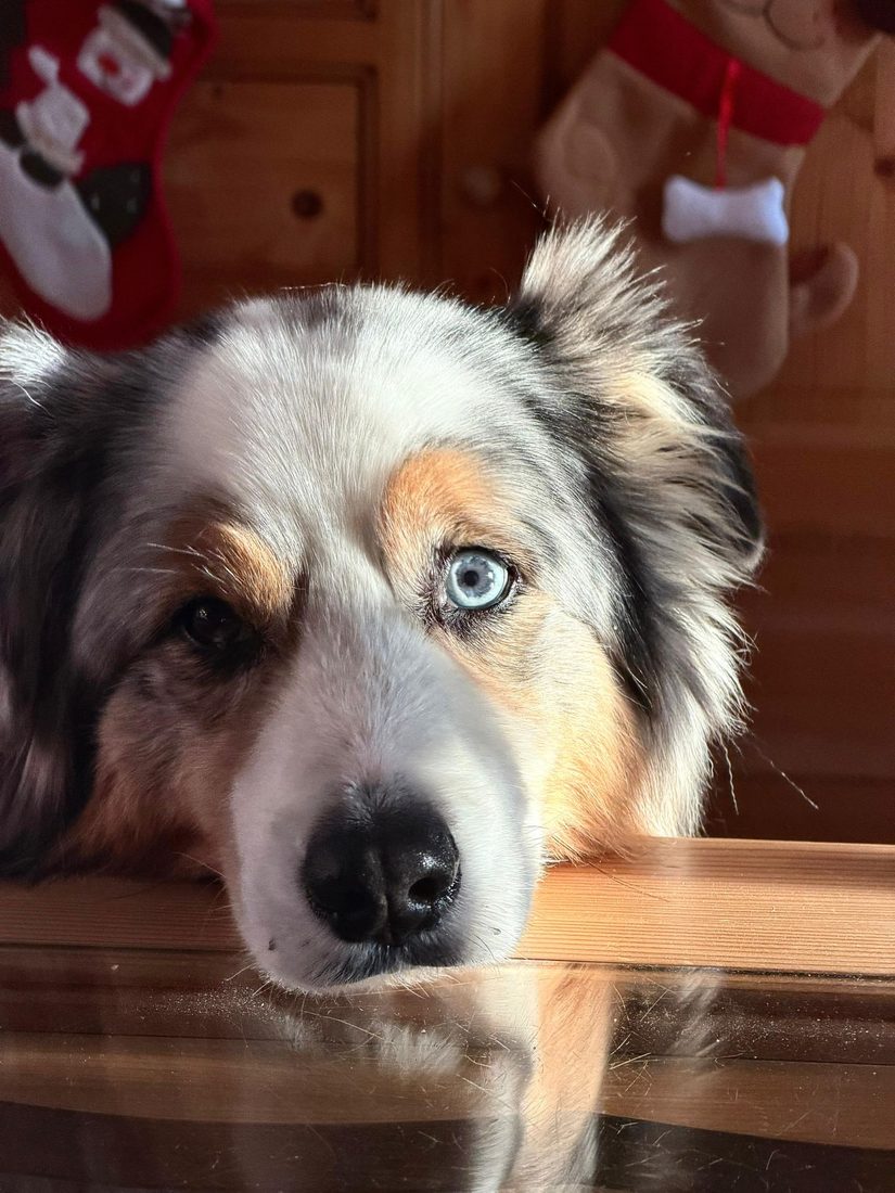 Portrait d'un berger australien aux yeux vairons
